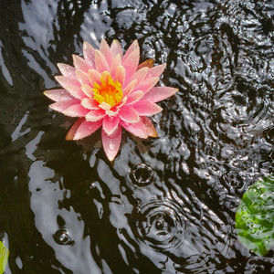 Meet your Posher, Jayne